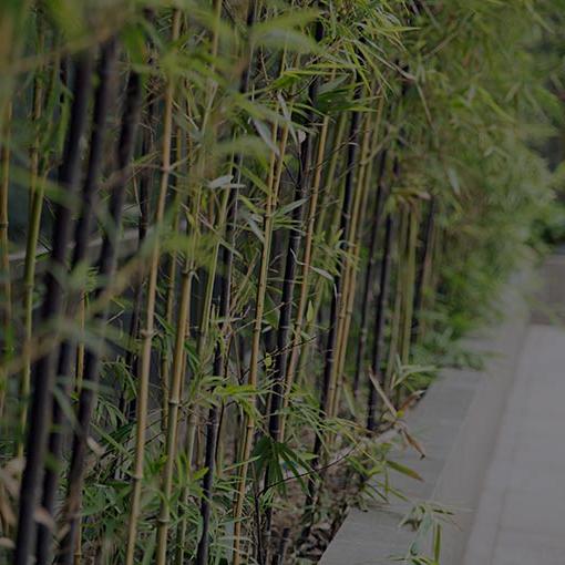 photo of bamboo plants